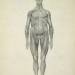 The Human Figure, anterior view, from 'A Comparative Anatomical Exposition of the Structure of the Human Body'